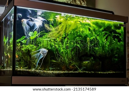 planted fresh water aquarium with platinum angelfish 