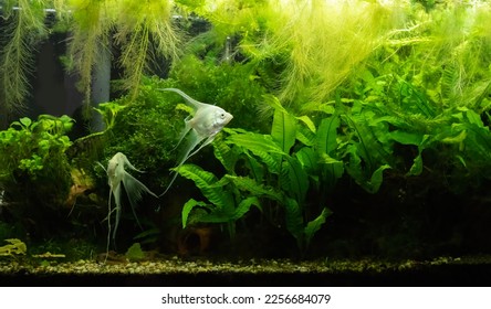 Planted freshwater aquarium with platinum angelfish - Shutterstock ID 2256684079
