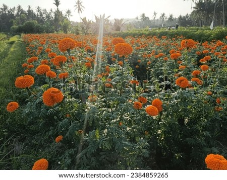 I planted marigold flowers in my garden to sell because these flowers are very popular in Bali, luckily all the flowers bloomed perfectly