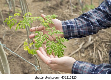 planted moringa plants and farmer