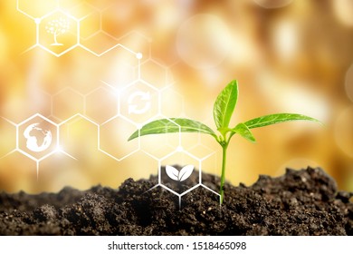 Planted on the field in a bright sunny day. Agriculture, agro-industry. Innovations and technologies. Scientific work and development of new methods and selection of varieties, genetic engineering.