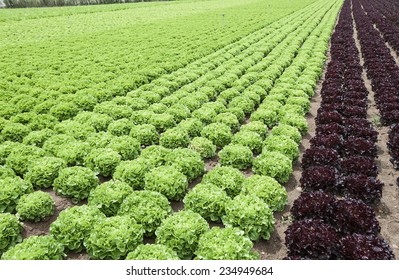 Planted Red And Green Romaine Lettuce Field