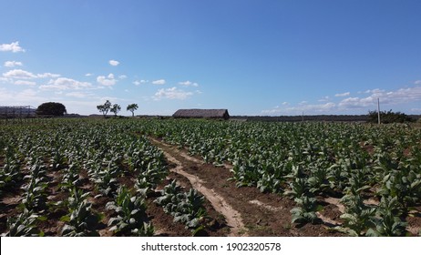 Planted Tobacco In Santiago, Dominican Republic 