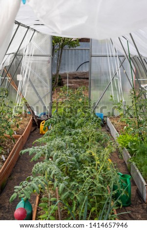 Laubenpieper I View into a greenhouse with a row of crops, mainly tomato plants, through the door