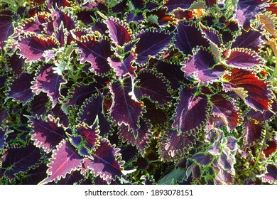 Planted (Wicked Witch) Coleus Background 