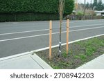 A planted young tree with support posts along the road