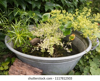 A planted zinc tub as a small garden pond. The alchemilla on the edge moves in the wind.
 - Shutterstock ID 1117812503