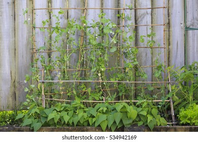 A Planter Of Beans In A Small Inner City Garden In Auckland, New Zealand