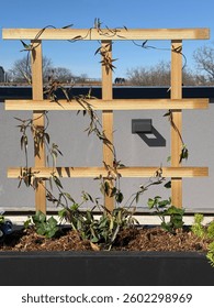 The planter box features a vibrant array of climbing plants, supported by a wooden trellis. Though no hydrangea bush is visible, the setup suggests a garden in its early stages of growth.