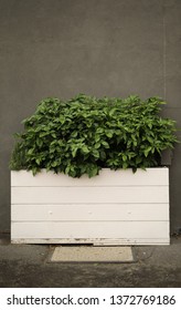 Planter Box Growing Filled With Basil