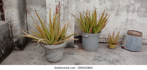 Planter Is A Farm Implement Usually Towed Behind A Tractor That Sows Seeds In Rows Throughout A Fieldit Is Connected To The Drawbar Or A Three Point Hitch It Lay The Seeds Down In Precise Manner 