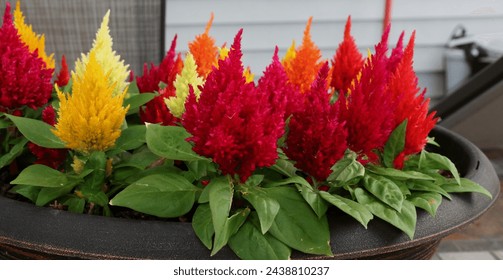 A planter filled with red, pink, yellow and orange blooming Crested Cock's Comb flowers, in the summer, in Trevor, Wisconsin, USA