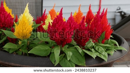 A planter filled with red, pink, yellow and orange blooming Crested Cock's Comb flowers, in the summer, in Trevor, Wisconsin, USA