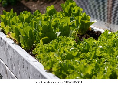 A Planter Of Large Healthy Raw Heads Of Organic Romaine Lettuce Growing In A Garden On A Farm. It Has Vibrant Green Crispy Leaves. The Sun Is Shining On The Lush Fresh Vegetable Plant With Brown Dirt.