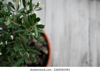 Planter on top of a rustic white wooden table. 