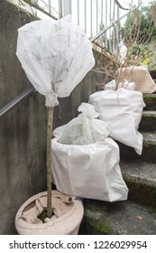 Planter And Potted Stem Was Wrapped With Fleece. The Plants Are Protected From The Cold In Winter And Stand On The Basement Stairs.