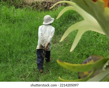 Planters Farmers Worker In Indonesia East Java