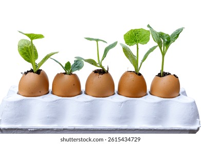 Planters made from eggshells, Recycled eggshell pots with fresh green sprouts, Plants growing in kitchen waste, sustainability concept isolated on white background. with clipping path. 