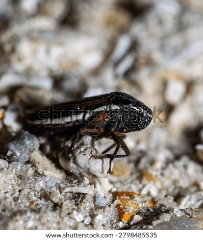 Planthopper Front View Close-Up on Sandy Substrate, Pink Wing Pattern Hemiptera Macro Florida