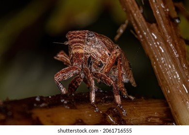 Planthopper Insect Nymph Of The Superfamily Fulgoroidea