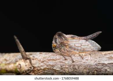 A Plant-hopper resting on dried Acacia thorns against black background.