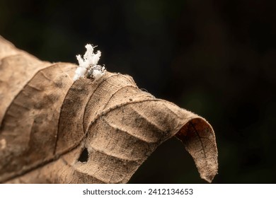 planthopper in the wild state 