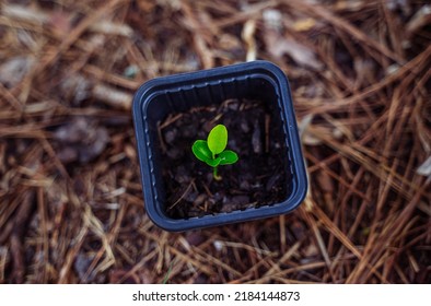 Planting An Apple Seed To Apple Tree. It Takes More Than Months For The Seed To Root And During Winter, It Is Ready To Sprout The Spring. This Is A Type Of Decompose And Recycle To Help Protecting T