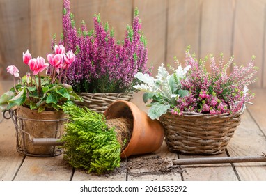 Planting Autumn Flowers - Repotting Colourful Plants On Rustic Wood