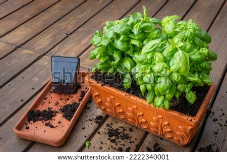 Planting basil in clay pot for winter indoor growing. Zdjęcia stock © 