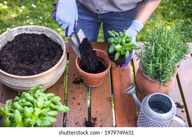 Planting basil herb into flowerpot on table in garden. Woman with shovel is putting soil in terracotta flower pot. Gardening in spring - Powered by Shutterstock