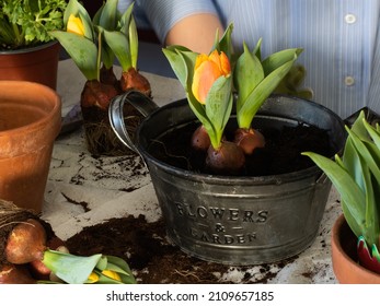 Planting bulbous plants in pots. Tulips. The concept of gardening, floristry - Powered by Shutterstock