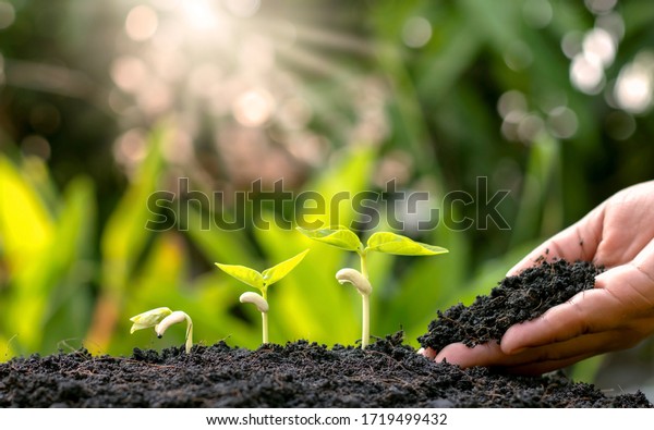 Planting crops on fertile\
soil and the hands of farmers spinning the soil, including showing\
the process of plant growth, cropping concepts and investments for\
farmers.
