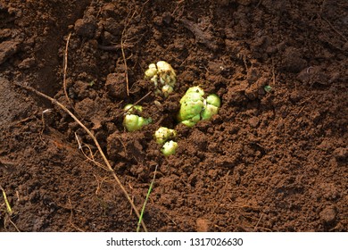 Planting cucurbitaceae squash - Shutterstock ID 1317026630