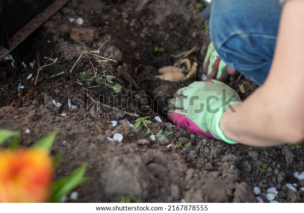 Planting a dahlia tuber in a spring flower garden.\
Working with plants in the garden. Gardening with flower tubers.\
Good roots of a dahlia plant. Hands of a gardener woman in a garden\
in gloves