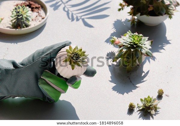 Planting and dividing\
Sempervivum succulent plants. Baby plant in gloved hand. White\
table, long shadows.