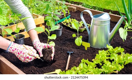 Planting eggplant seedlings in soil on raised beds close-up. The hands of a gardener in gloves plant a sprout in the ground surrounded by gardening tools, a watering can, a wooden box with seedlings.
