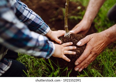 Planting A Family Tree. Hands Of Grandfather And Little Boy Planting Young Tree In The Garden. Environmental Awareness. Spring Concept, Save Nature And Care. 