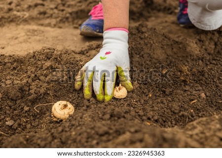 Planting flower bulbs of a tulip in the flower garden. Woman farmer working with pitchfork in vegetable garden. Horticulture, agronomy, agriculture, organic gardening and growth concept. High quality