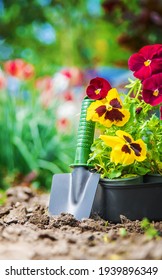 Planting A Flower Garden, Spring Summer. Selective Focus. Nature.