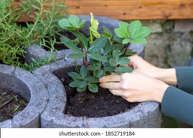 Planting Flowers Hellebore In The Garden