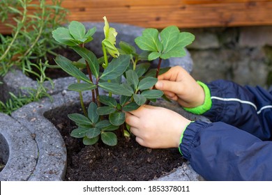 Planting Flowers Hellebore In The Garden