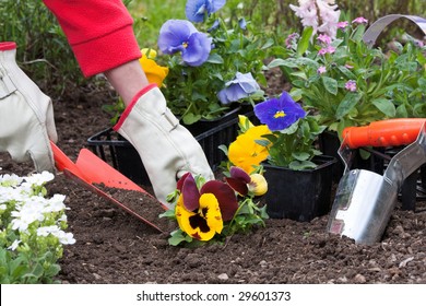 Planting Flowers Into Flower Beds In The Garden