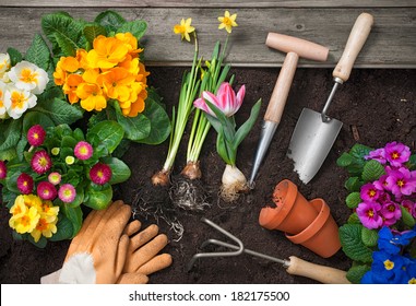 Planting Flowers In Pot With Dirt Or Soil At Back Yard