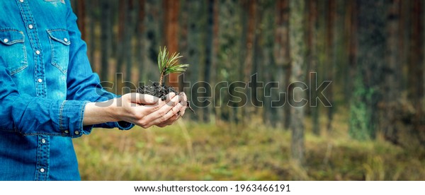 planting a forest and\
reforestation concept - hands holding pine tree seedling. banner\
copy space