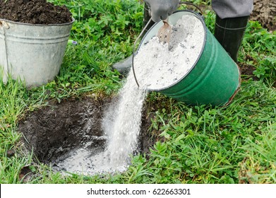 Planting Fruit Trees. A Man Is Adding A Ashes Into A Pit To Fertilize A Soil Before Planting Tree.