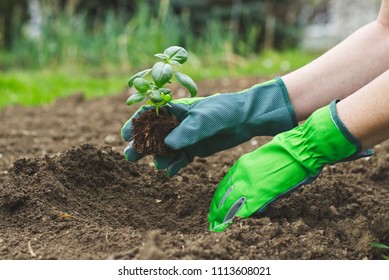 Planting in the garden, hands in gloves planting basil into flowerbed - Powered by Shutterstock