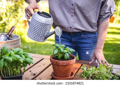 Planting and gardening in garden at spring. Woman watering planted basil herb in flower pot on table. Organic herbal garden - Powered by Shutterstock