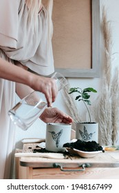 Planting And Gardening Trees At Home , Plants At Home On A Wooden Background, Nordic Vibes And Adding Water To The Home Plants