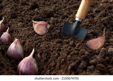 planting garlic in the vegetable garden. Spring gardening. Garlic planted in the hole soil close-up. The process of planting garlic cloves in the garden. The concept of spring or autumn gardening.