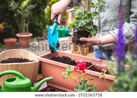 Planting geranium flowers into window box at backyard. Woman with shovel is putting soil in flower pot. Gardening in spring
